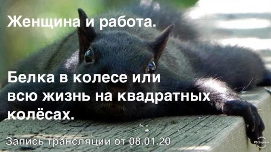 Женщина и работа. Белка в колесе или всю жизнь на квадратных колёсах